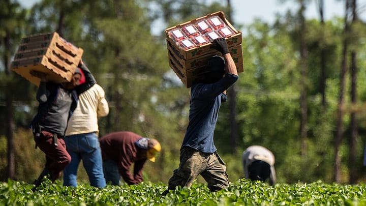 Farmworkers harvest tomatoes in a field. In the foreground, two workers carry pallets loaded with packaged tomatoes.